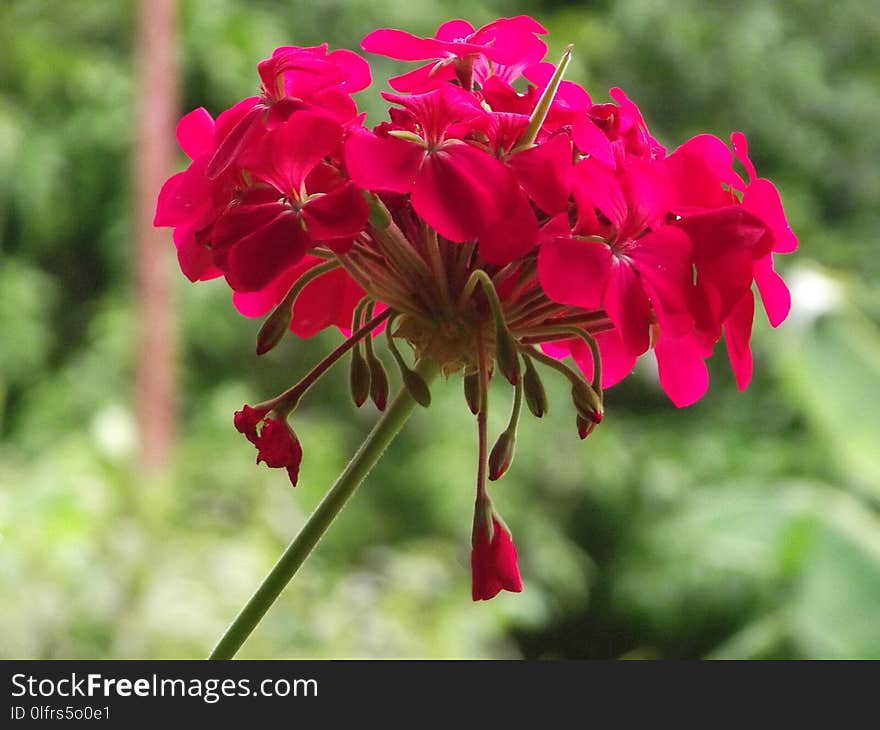 Flower, Plant, Flora, Flowering Plant