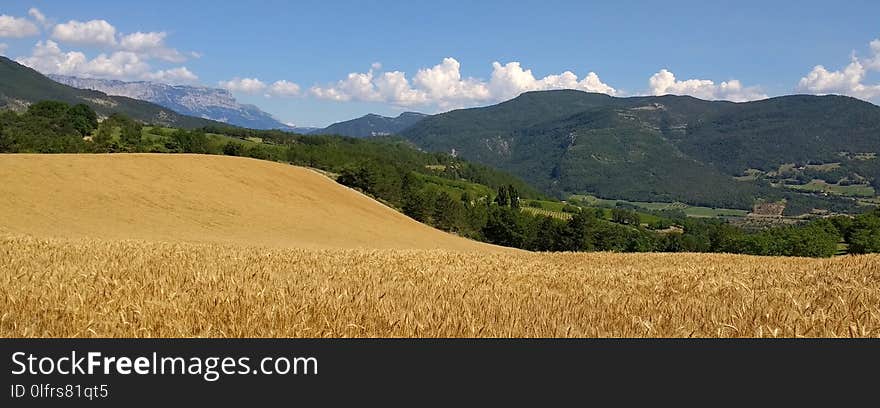 Field, Sky, Grass Family, Crop