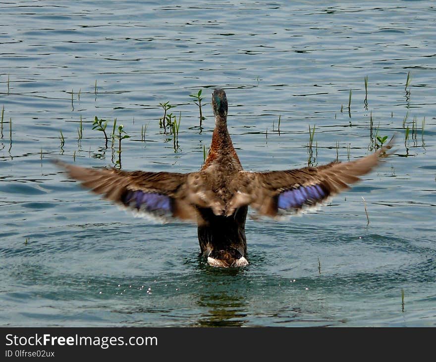 Bird, Duck, Water Bird, Fauna