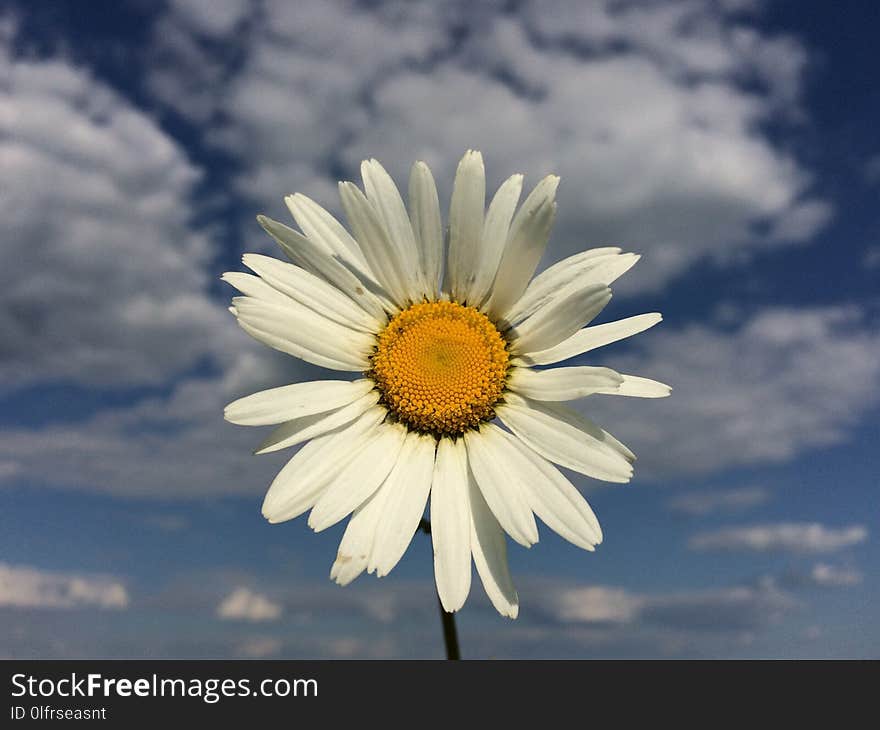 Flower, Oxeye Daisy, Sky, Daisy