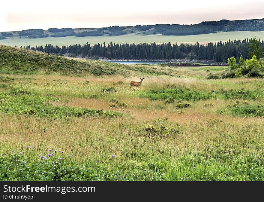 Grassland, Ecosystem, Pasture, Wilderness