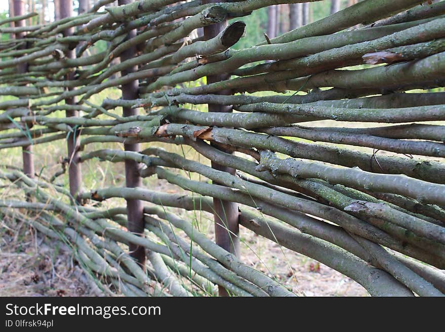 Tree, Branch, Grass Family