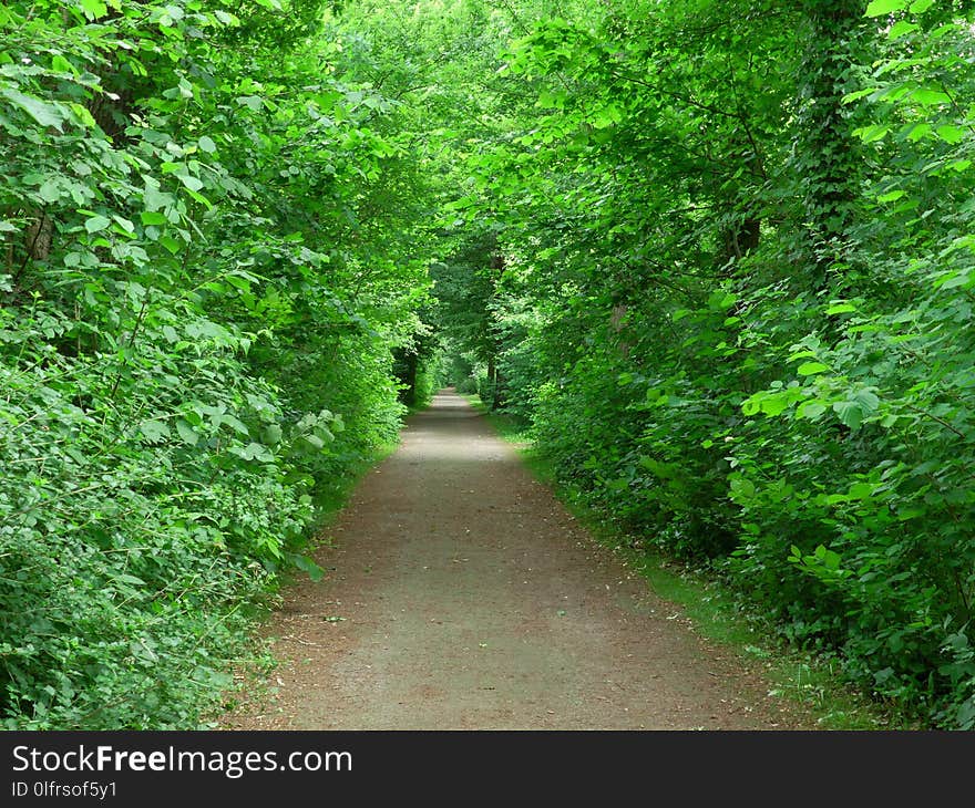 Vegetation, Ecosystem, Nature, Nature Reserve