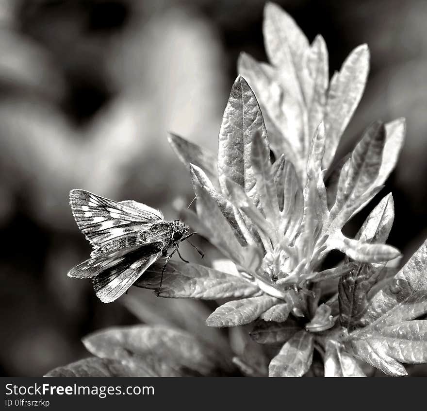 Black And White, Monochrome Photography, Insect, Flora