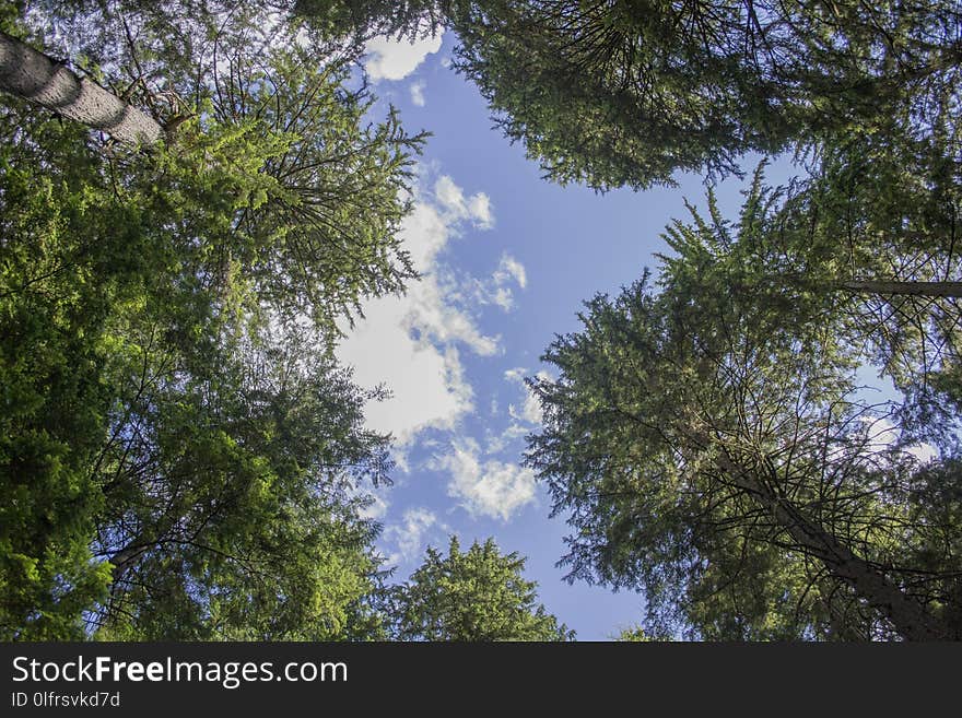 Sky, Tree, Nature, Ecosystem