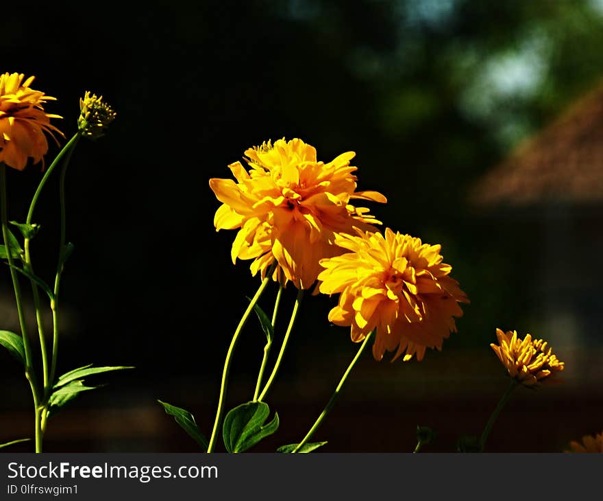 Flower, Yellow, Plant, Flora