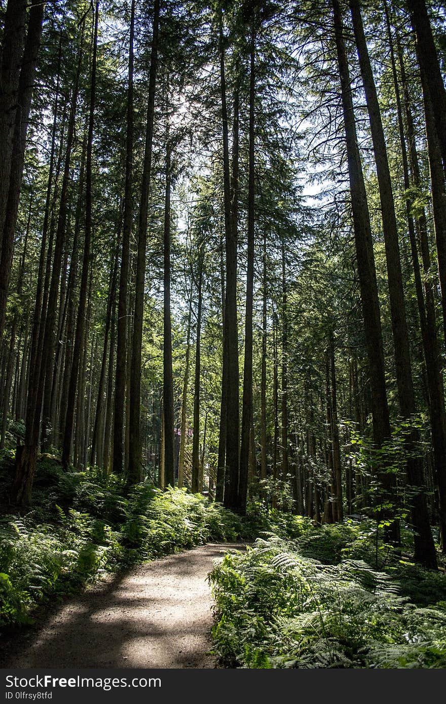 Forest, Path, Woodland, Nature