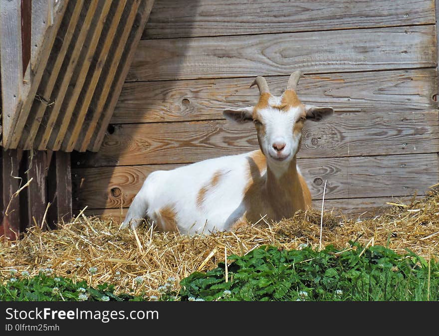 Goats, Goat, Fauna, Cow Goat Family