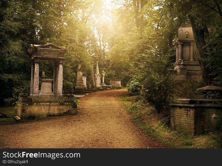 Nature, Tree, Path, Woodland