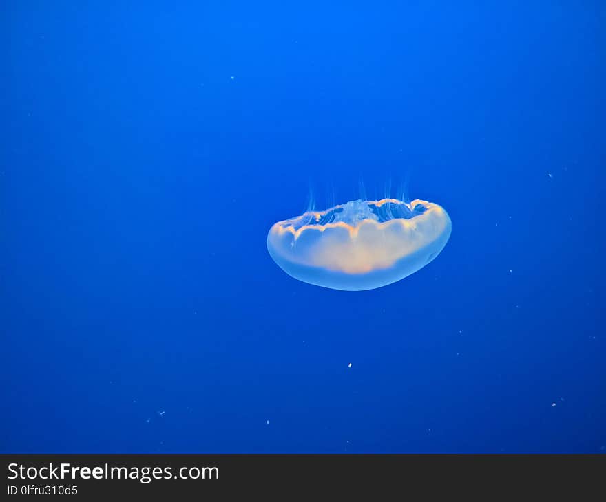 Jellyfish, Cnidaria, Marine Invertebrates, Invertebrate