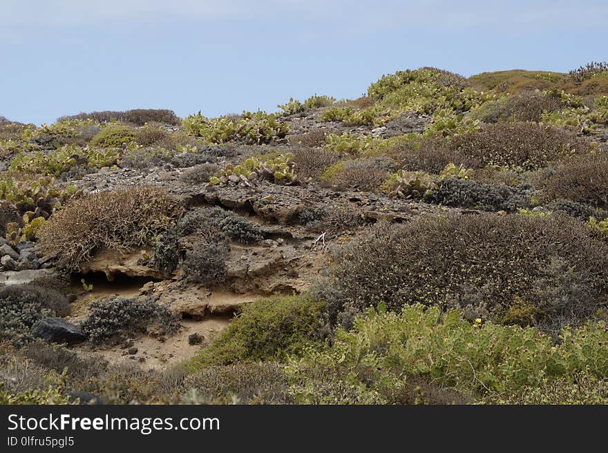 Vegetation, Ecosystem, Rock, Shrubland