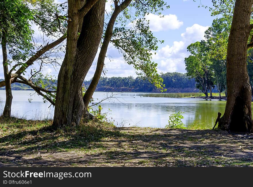 Water, Nature, Tree, Reflection