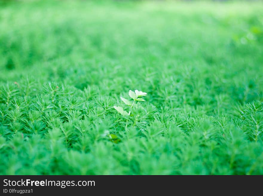 Green, Grass, Lawn, Field