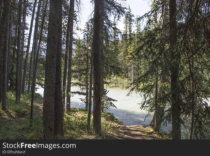 Ecosystem, Tree, Nature Reserve, Wilderness