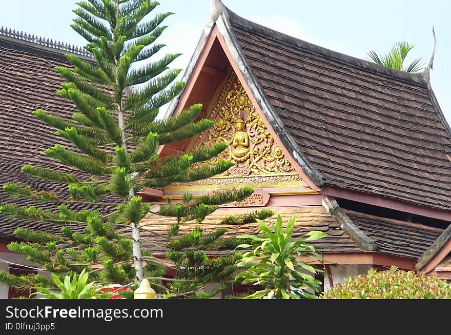 Tree, Roof, Home, Plant