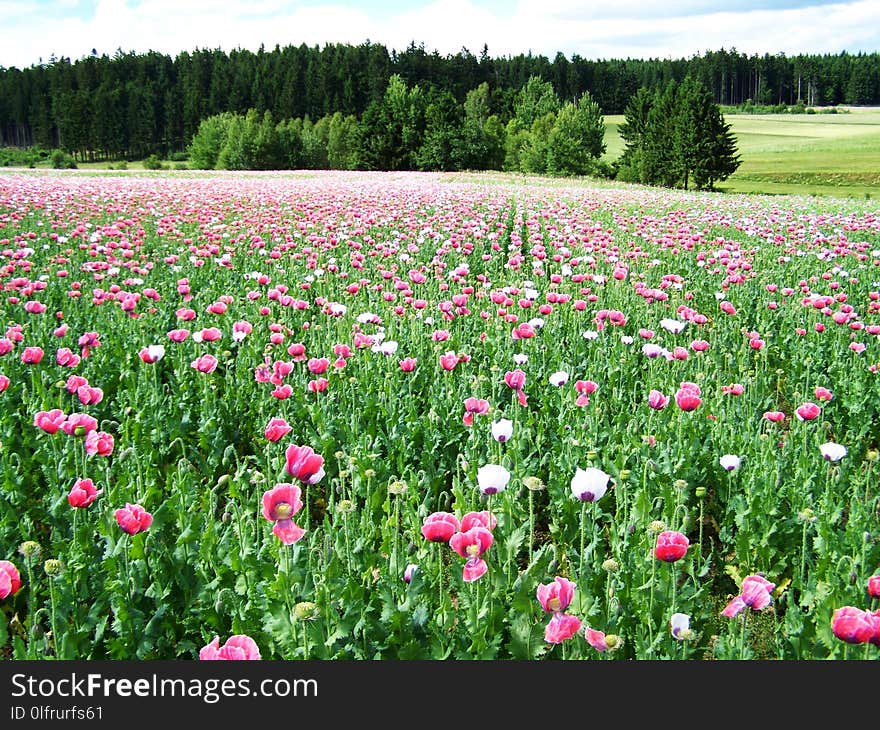 Flower, Field, Ecosystem, Meadow