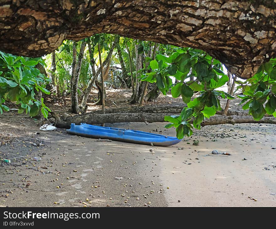 Plant, Tree, Flora, Jungle