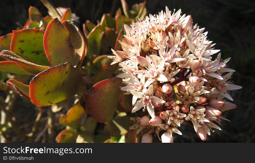 Plant, Flora, Flower, Protea Family