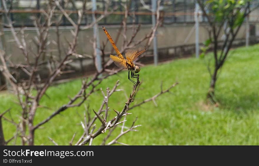 Ecosystem, Fauna, Wildlife, Insect