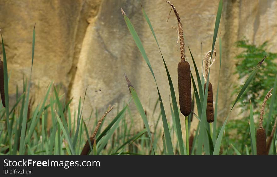 Grass, Grass Family, Ecosystem, Fauna