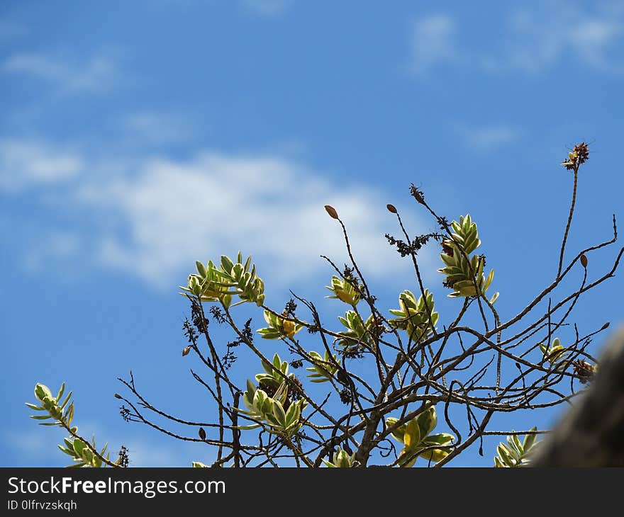 Sky, Flora, Plant, Branch