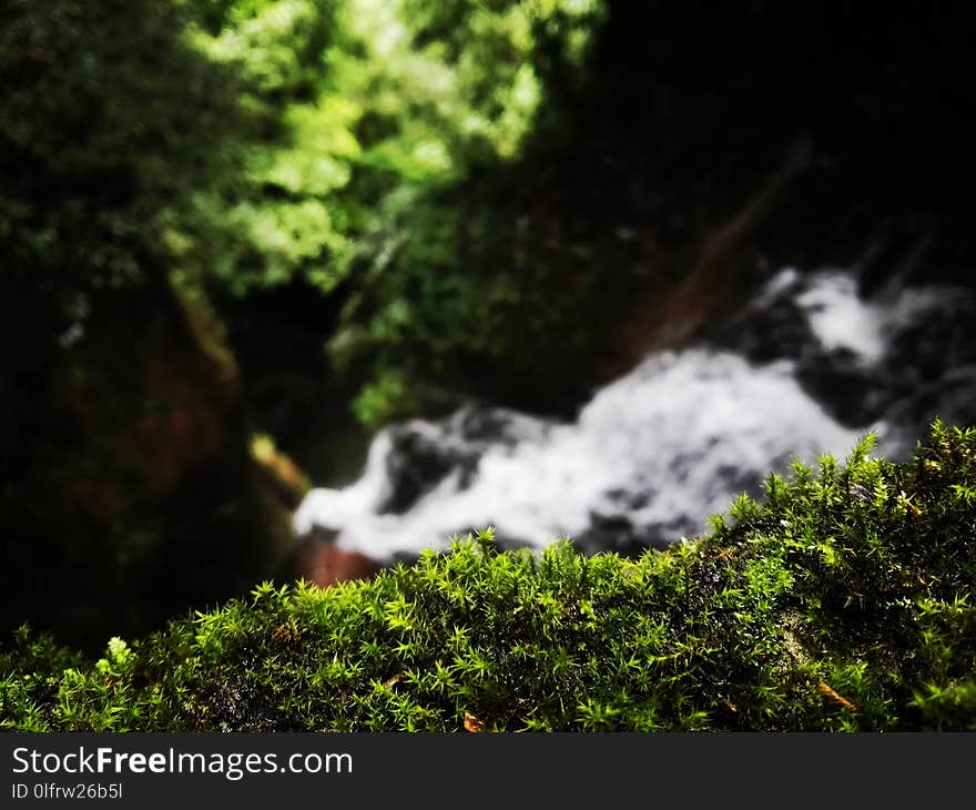 Vegetation, Nature, Body Of Water, Nature Reserve