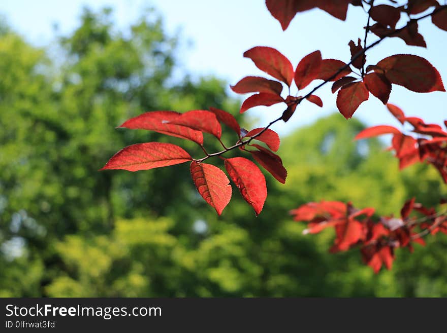 Leaf, Vegetation, Flora, Autumn