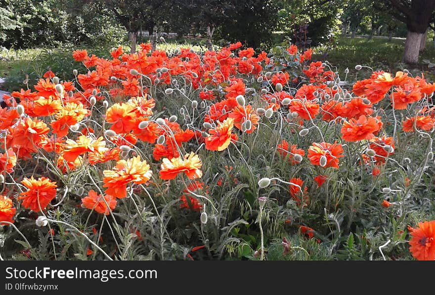 Plant, Flower, Wildflower, Flowering Plant