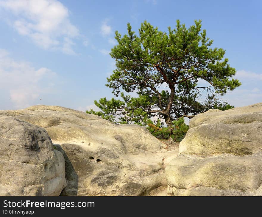 Tree, Rock, Woody Plant, Vegetation