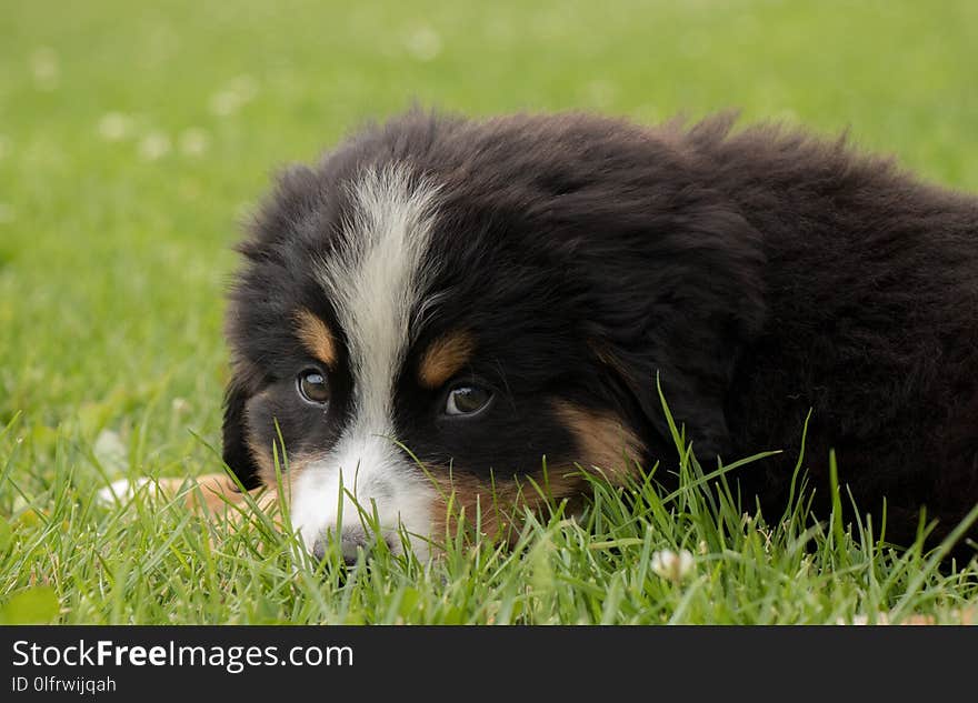 Dog, Dog Like Mammal, Bernese Mountain Dog, Dog Breed