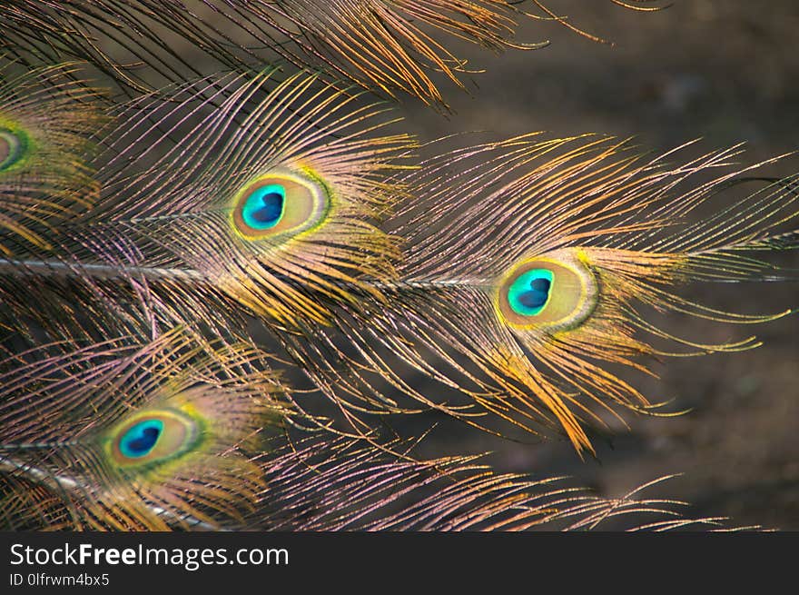 Feather, Fauna, Close Up, Beak