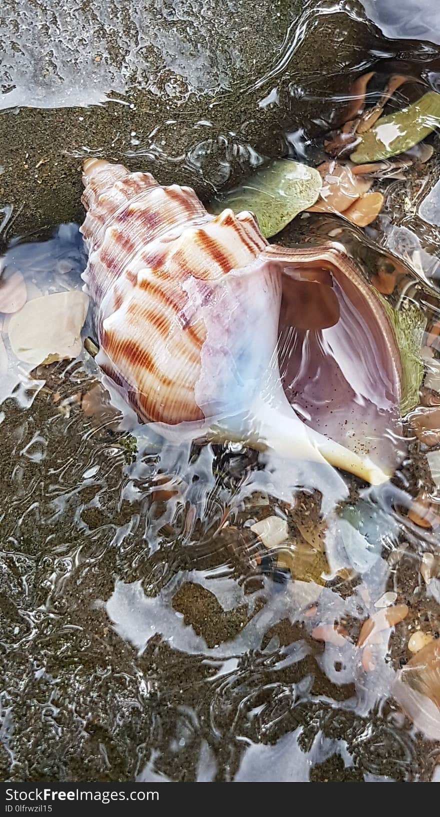 Water, Seashell, Conch, Marine Biology