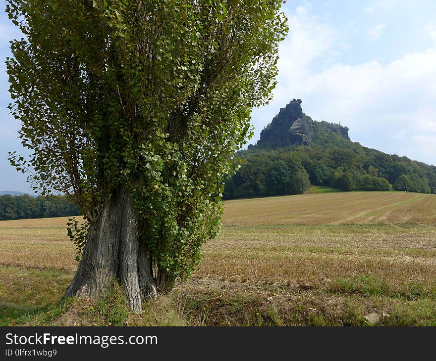 Tree, Grassland, Field, Ecosystem