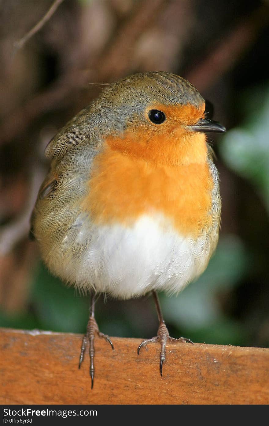 Bird, European Robin, Beak, Fauna