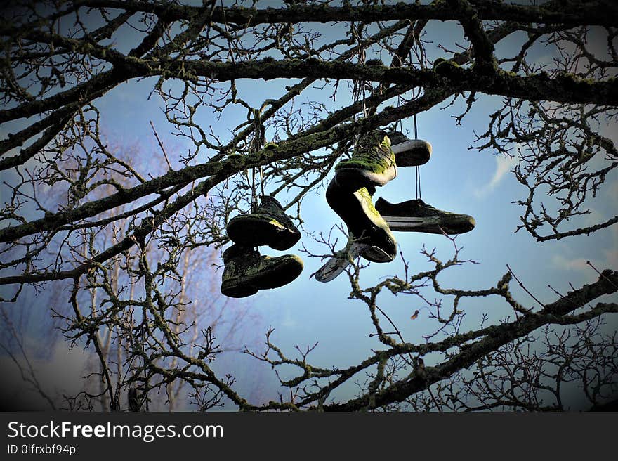 Tree, Branch, Woody Plant, Sky