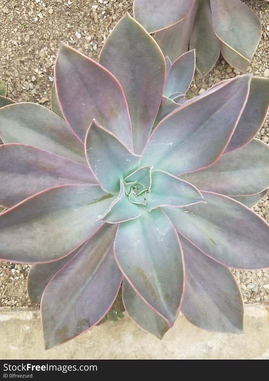 Plant, Agave, Flora, Agave Azul