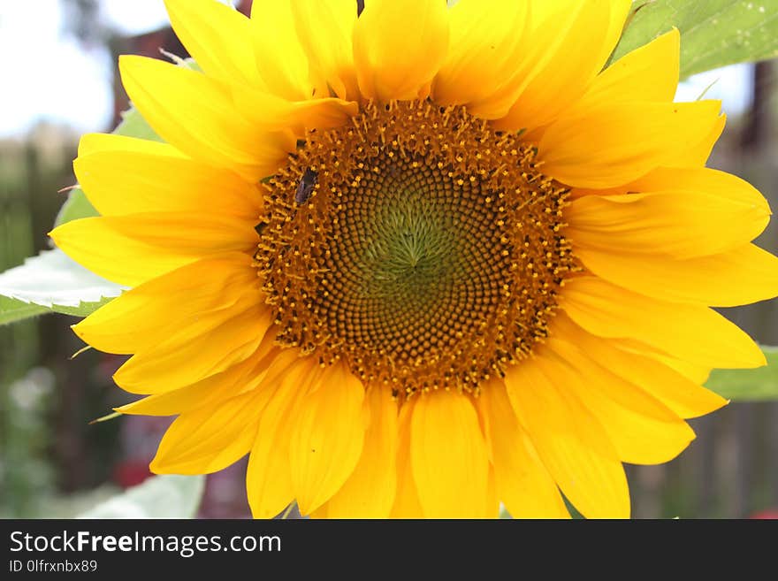 Flower, Sunflower, Yellow, Sunflower Seed