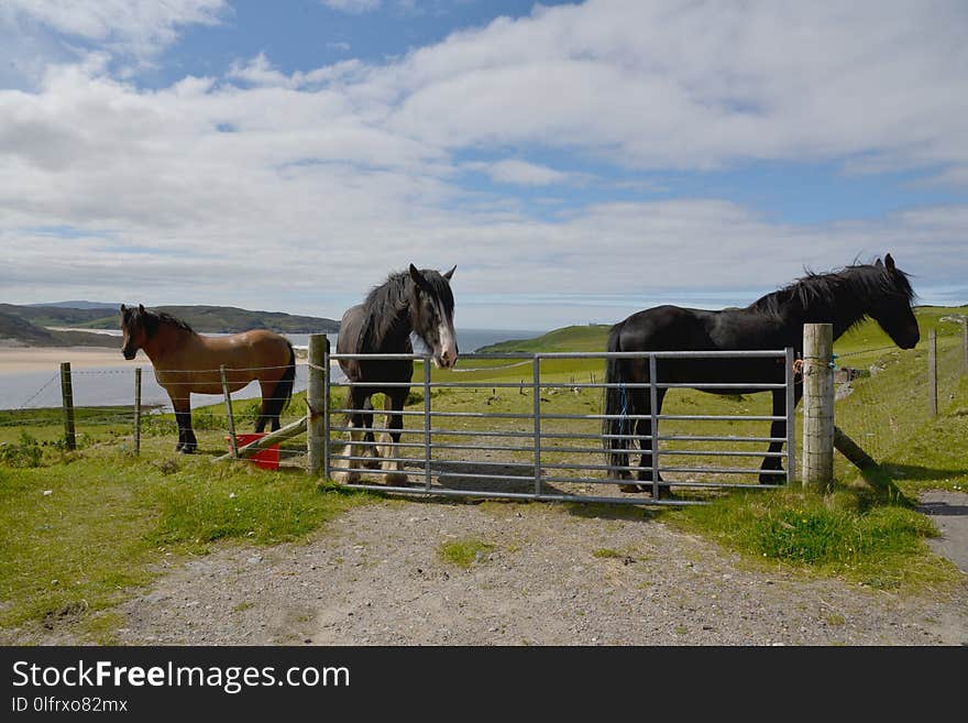 Horse, Pasture, Horse Like Mammal, Ranch