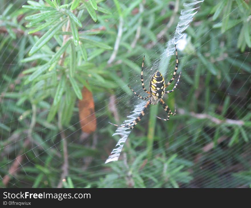 Invertebrate, Spider Web, Wildlife, Arthropod