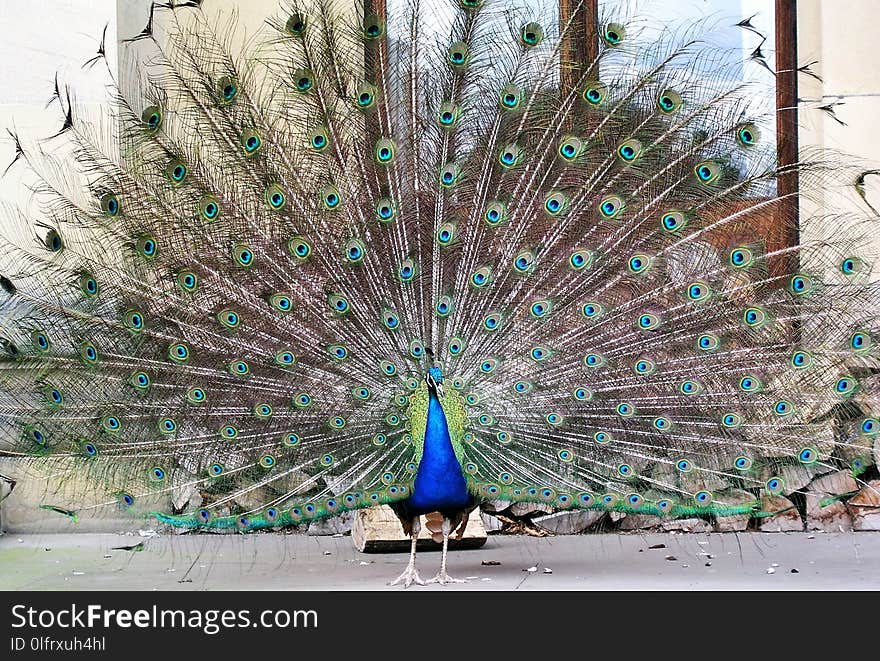 Peafowl, Galliformes, Feather, Phasianidae