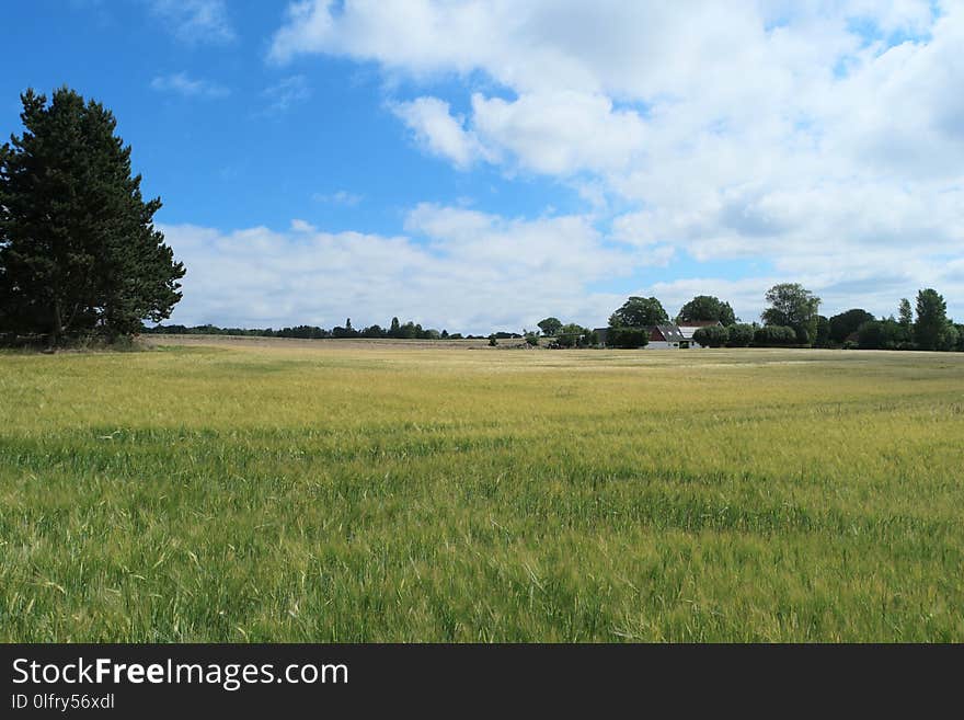 Grassland, Sky, Field, Prairie