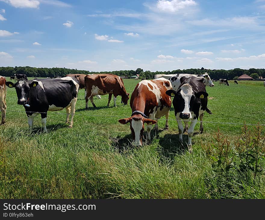 Grassland, Pasture, Cattle Like Mammal, Grazing