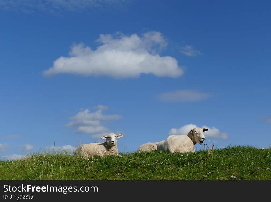 Grassland, Sky, Pasture, Grazing