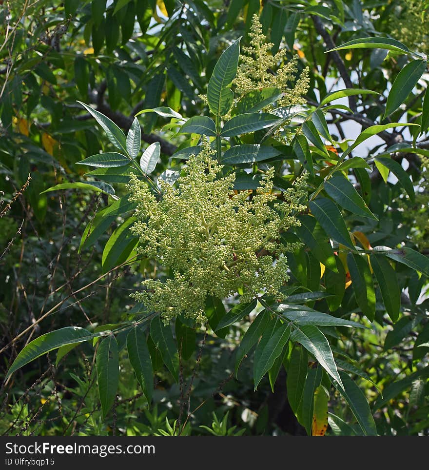 Plant, Vegetation, Leaf, Flora