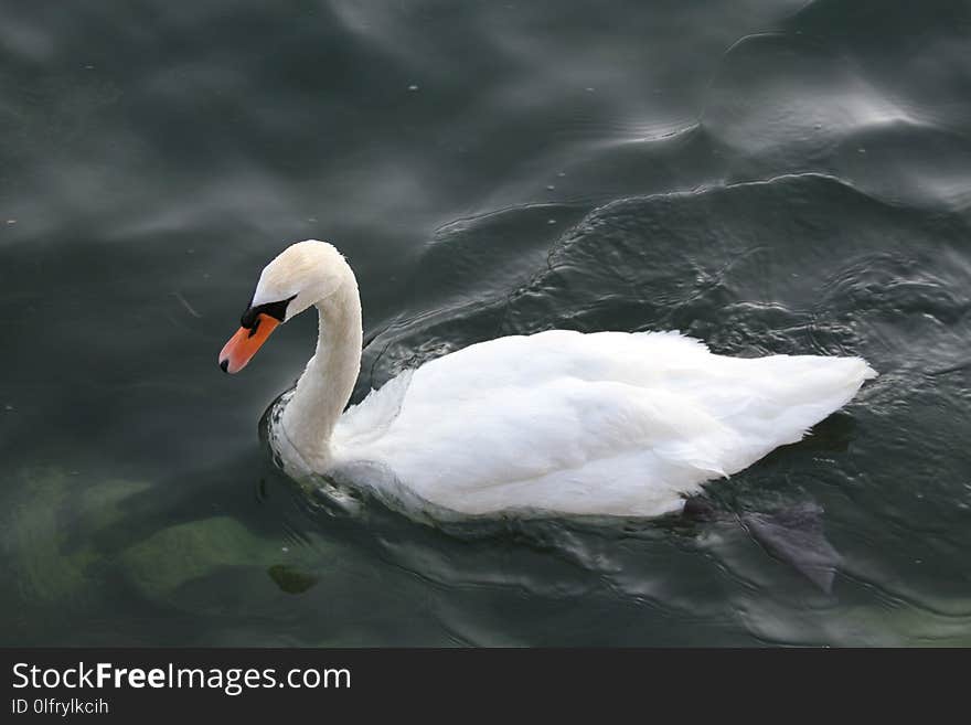 Swan, Water Bird, Bird, Ducks Geese And Swans