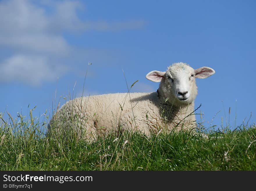 Grassland, Sheep, Pasture, Cow Goat Family