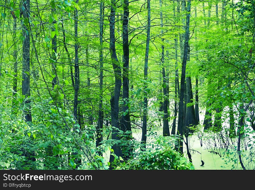 Ecosystem, Vegetation, Nature, Green