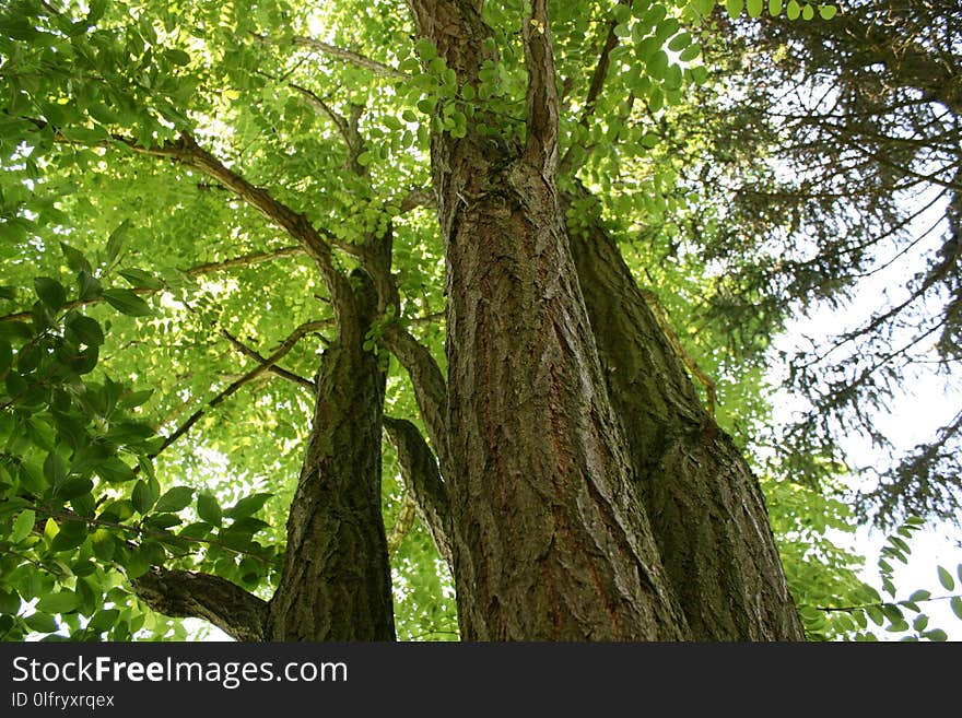 Tree, Ecosystem, Trunk, Woody Plant