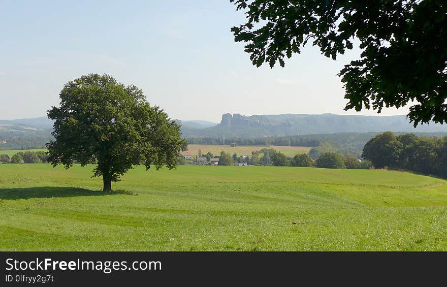 Grassland, Field, Pasture, Tree