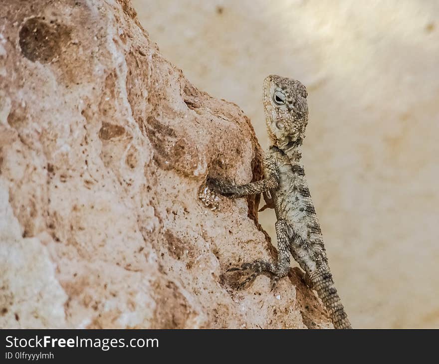 Reptile, Lizard, Scaled Reptile, Fauna